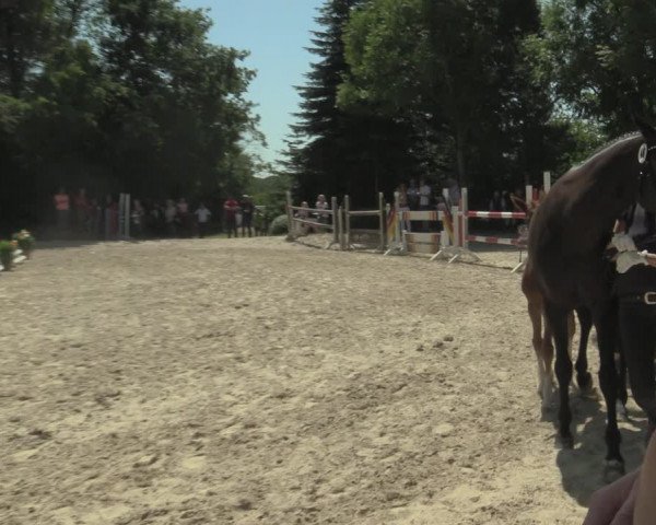 Stuten- und Fohlenschau Gevelsberg-Berge 2019