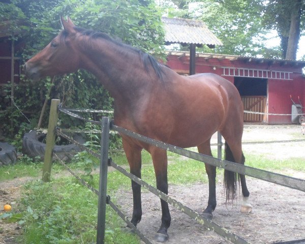 horse Antares (Trakehner, 2011, from Singolo)