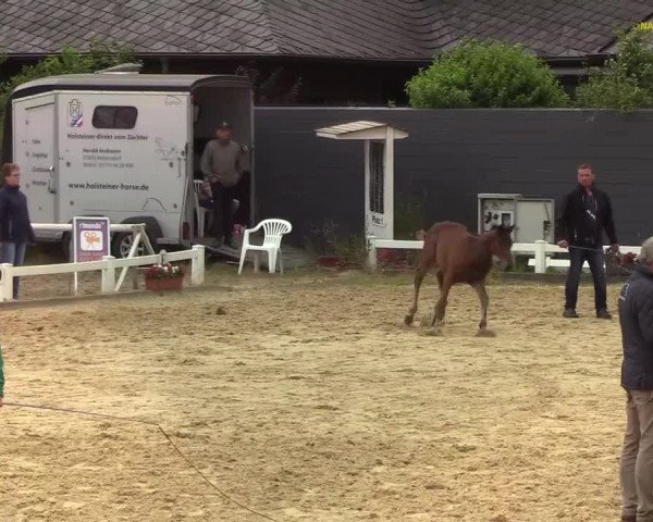 Fohlenchampionat Behrendorf 2019