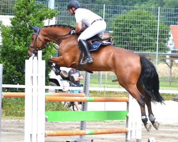 jumper Hamilton GZ (Belgian Warmblood, 2007, from Bentley van de Heffinck)