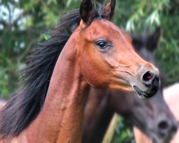 Deckhengst Jawaad ox (Vollblutaraber, 2013, von Black Astir ox)
