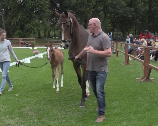 Stuten- und Fohlenschau Heiden 2019