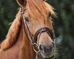 broodmare Fürstin Gracia 3 (Westphalian, 2004, from Fürst Piccolo)