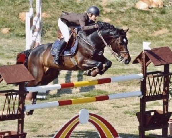 Deckhengst Campamento (Holsteiner, 1996, von Contender)