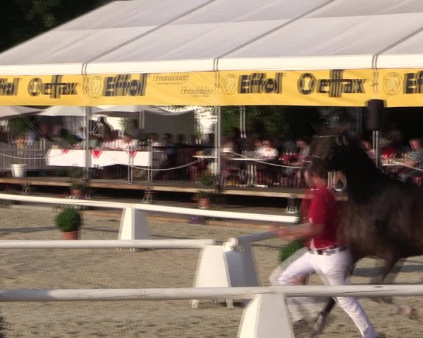 54. Westfälische Eliteschau Reitpferde- und Kaltblutstuten