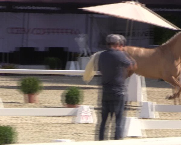 52. Westfälische Eliteschau - Reitponystuten