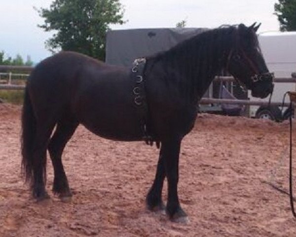 dressage horse Titeuf d'Airmont (Mérens/Ariégeois, 2007)