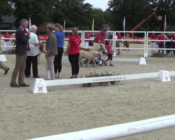 Handorfer-Kleinpferdetag 2019
