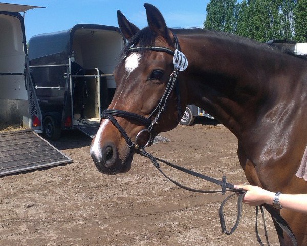 dressage horse Salt'n Pepper 16 (Westphalian, 2006, from Stalypso)