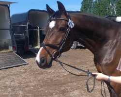 dressage horse Salt'n Pepper 16 (Westphalian, 2006, from Stalypso)