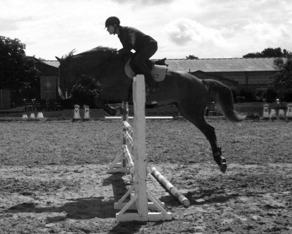 horse Balcatraz (Hessian Warmblood, 2004, from Balou du Rouet)