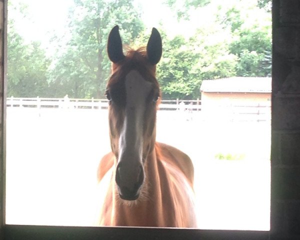 broodmare Buntes Schätzchen (Hanoverian, 2010, from Bon Balou 5)