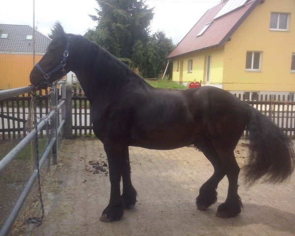 horse Nero (Friese, 2004, from Anton 343)