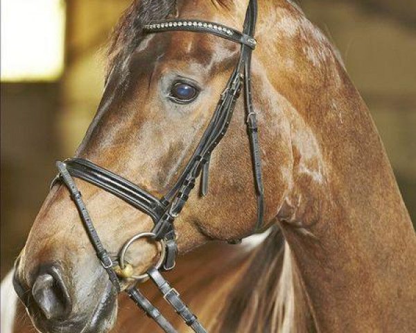 horse Danny Boy OLD (Oldenburg, 2002, from Danny Wilde)