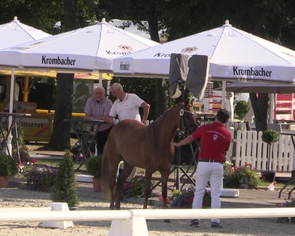 52. Westfälische Eliteschau - Reitponystuten