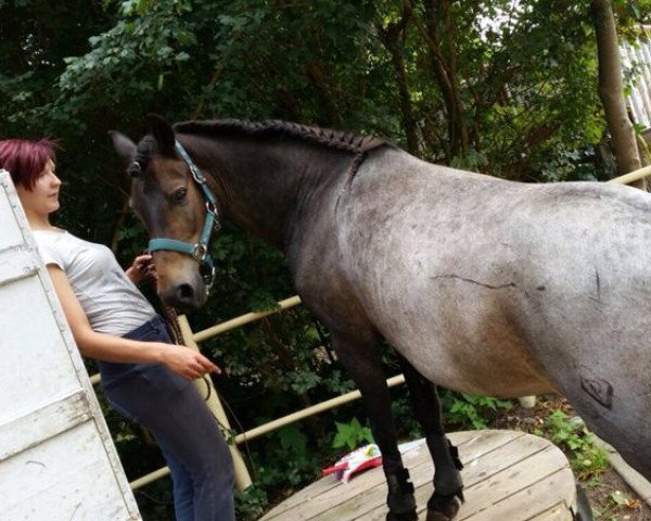 Dressurpferd Pepe (Welsh-Cob (Sek. D), 2002, von Pandur)