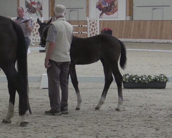 Stuten- und Fohlenschau Riesenbeck-Hörstel 2019