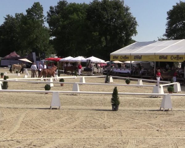 52. Westfälische Eliteschau - Reitponystuten