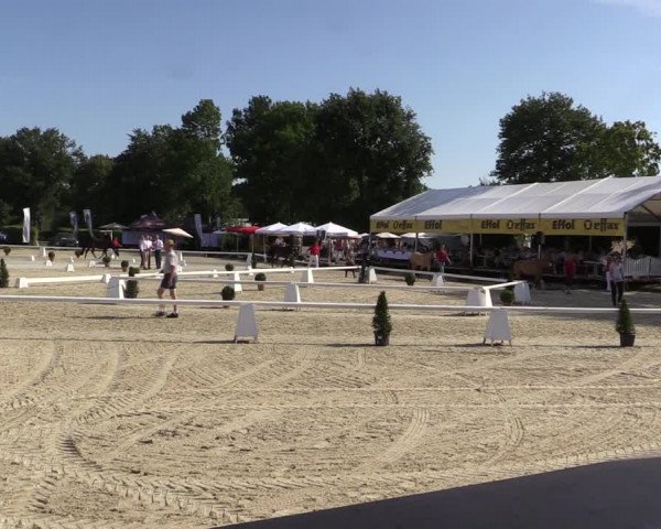 52. Westfälische Eliteschau - Reitponystuten