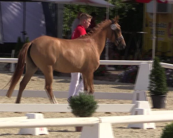 52. Westfälische Eliteschau - Reitponystuten