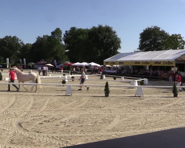 52. Westfälische Eliteschau - Reitponystuten