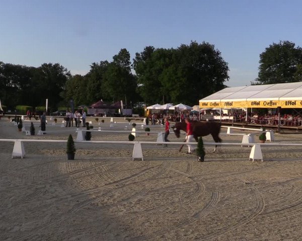 54. Westfälische Eliteschau Reitpferde- und Kaltblutstuten