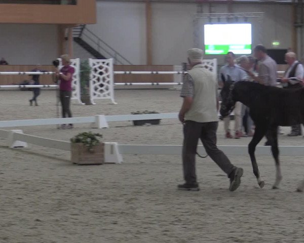 Stuten- und Fohlenschau Riesenbeck-Hörstel 2019