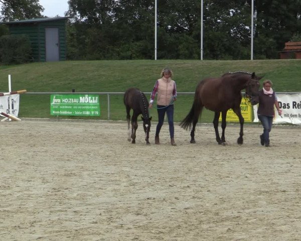 Stuten- und Fohlenschau Hamm-Rhynern 2019