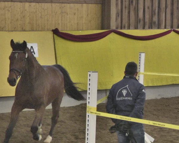 DSP-Freispringchampionat 2019