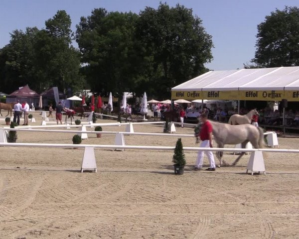 52. Westfälische Eliteschau - Reitponystuten