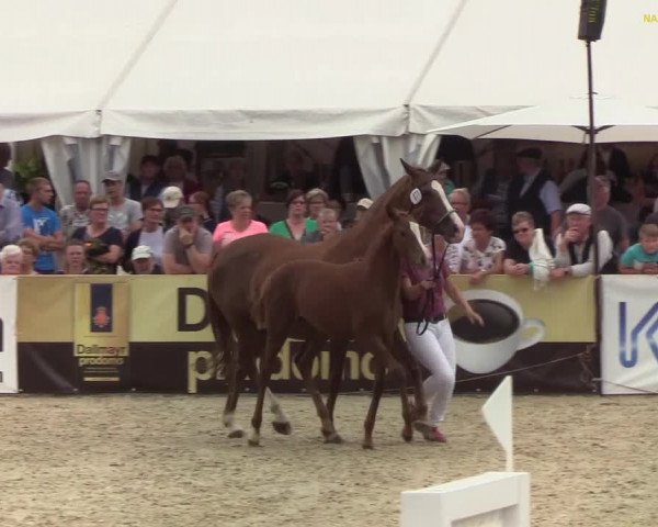 Fohlenchampionat Hörup 2019