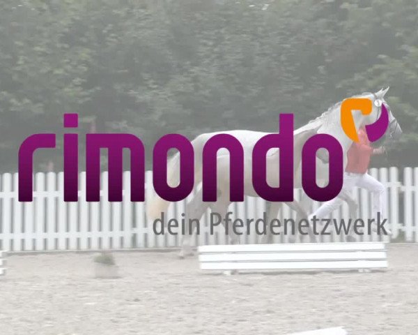 Stuten- und Fohlenschau Delbrück 2019