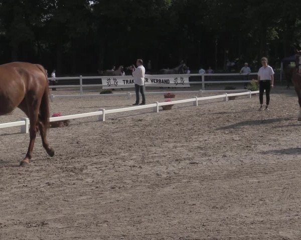 Trakehner Landesstutenschau Rheinland