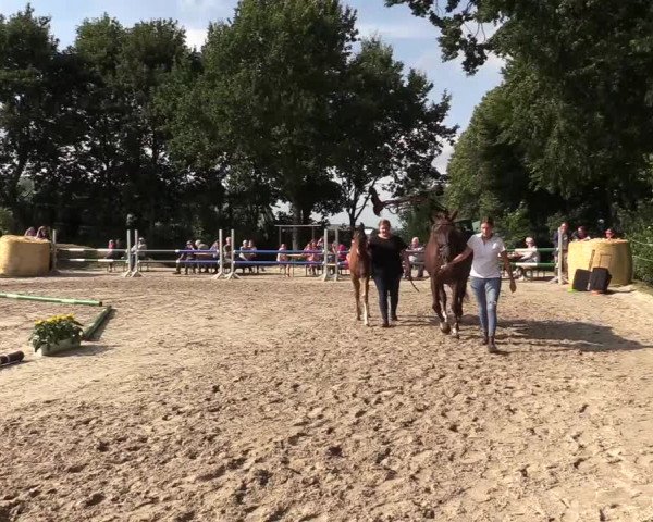 Stuten- und Fohlenschau Herford 2019