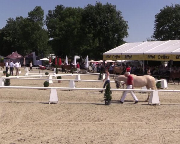 52. Westfälische Eliteschau - Reitponystuten