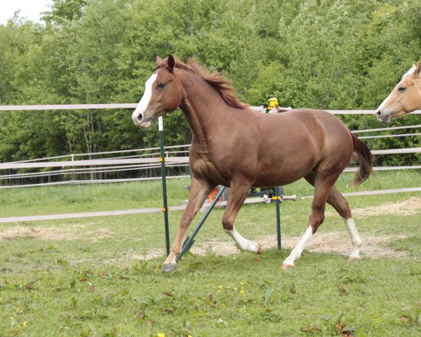 horse Shiny Smokin Bonnie (Quarter Horse, 2012, from Hot Smokin Chex)