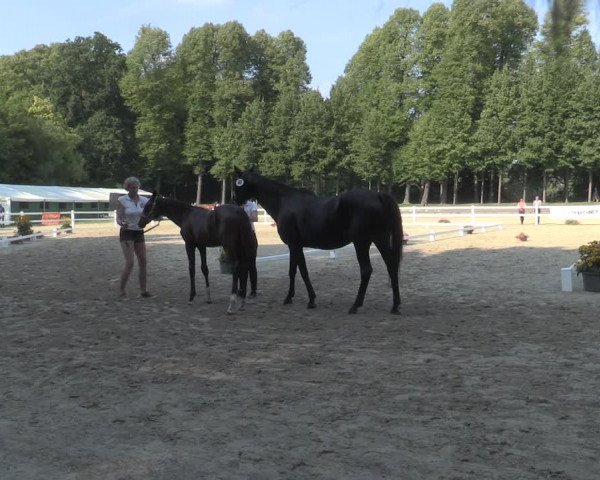 Trakehner Landesstutenschau Rheinland