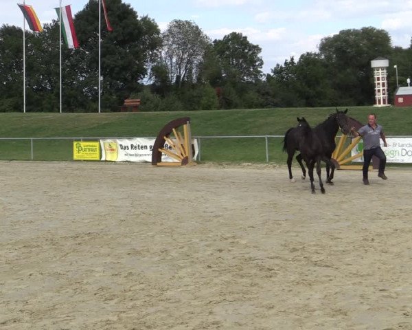 Stuten- und Fohlenschau Hamm-Rhynern 2019