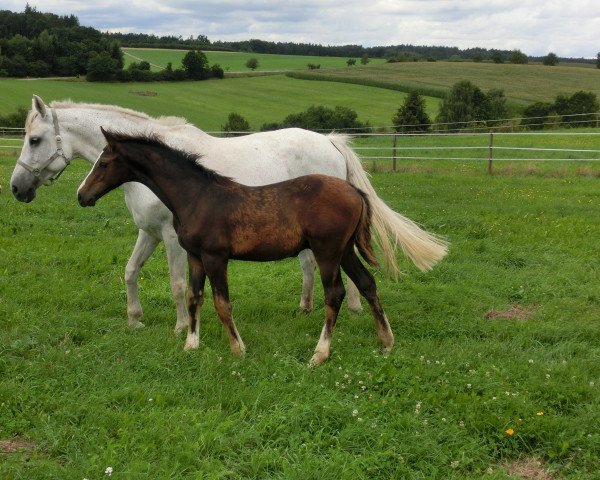 horse Hengst von Cachassini (Württemberger, 2014, from Cachassini)