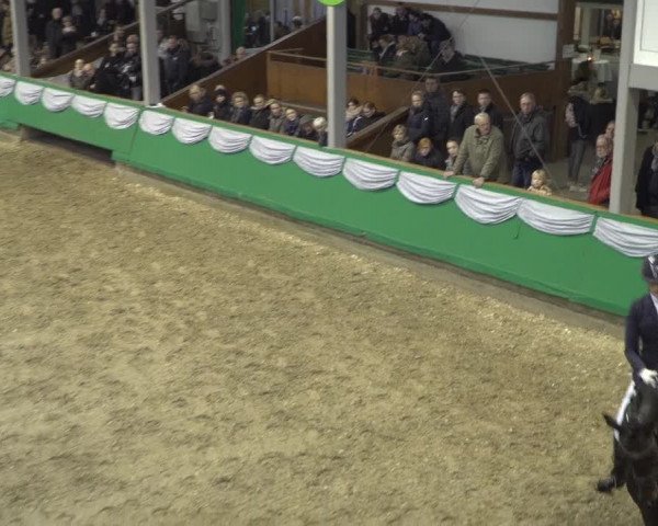 Hengstschau Gahlen 2020