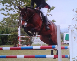 Springpferd Camelotta 2 (Holsteiner, 2008, von Quadrigo 4)