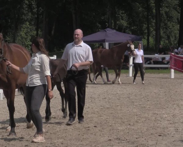 Trakehner Landesstutenschau Rheinland