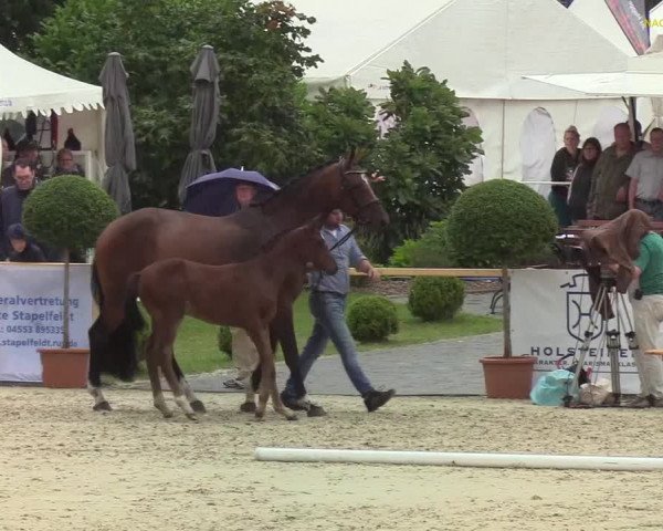 Fohlenchampionat Hörup 2019