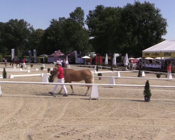 52. Westfälische Eliteschau - Reitponystuten