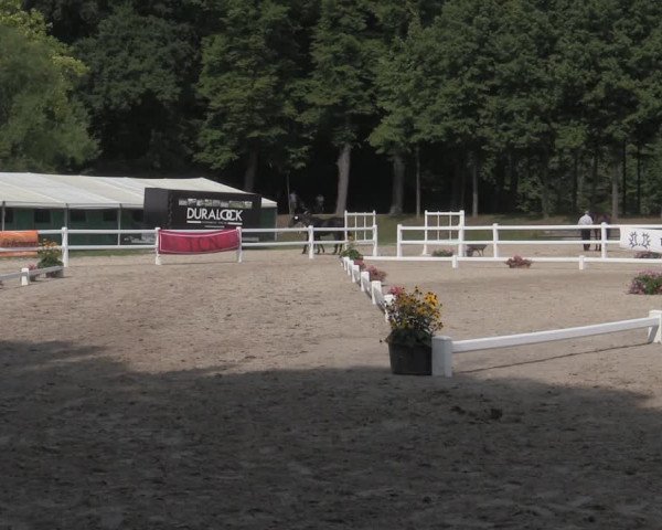 Trakehner Landesstutenschau Rheinland