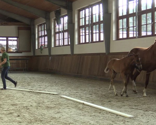 Stuten- und Fohlenschau Cappeln 2019