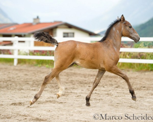 stallion Pluto Monteaura I. (Lipizzaner, 2014, from pluto Wera II)