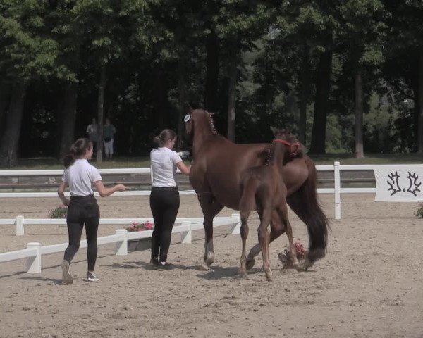 Trakehner Landesstutenschau Rheinland
