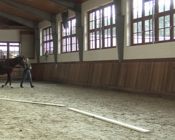 Stuten- und Fohlenschau Cappeln 2019