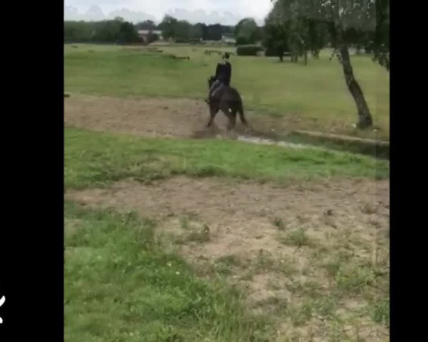 Trakehner Hengstmarkt 2019 - Körung und Auktion